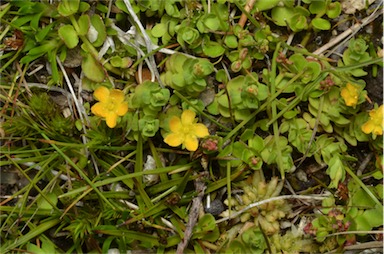 APII jpeg image of Hypericum japonicum  © contact APII