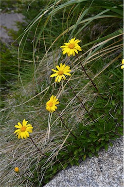 APII jpeg image of Senecio pectinatus var. major  © contact APII