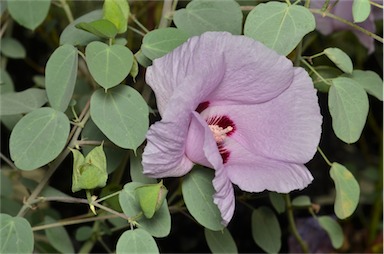 APII jpeg image of Gossypium sturtianum  © contact APII