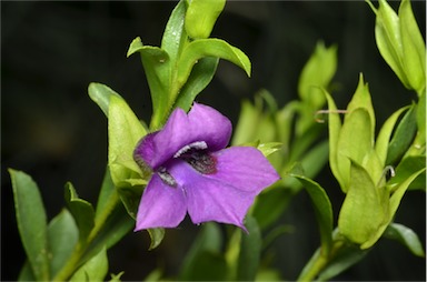 APII jpeg image of Eremophila willsii  © contact APII