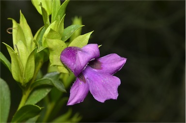 APII jpeg image of Eremophila willsii  © contact APII