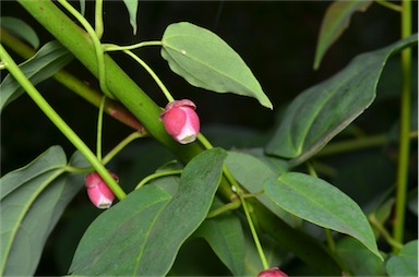 APII jpeg image of Berberidopsis beckleri  © contact APII