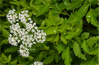 APII jpeg image of Apiaceae  © contact APII