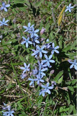 APII jpeg image of Oxypetalum coeruleum  © contact APII