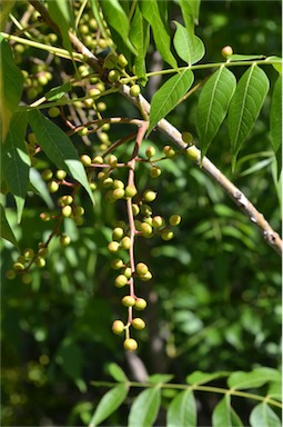 APII jpeg image of Pistacia chinensis  © contact APII