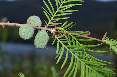 APII jpeg image of Taxodium distichum  © contact APII