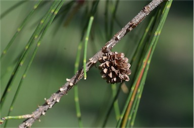 APII jpeg image of Casuarina cunninghamiana  © contact APII