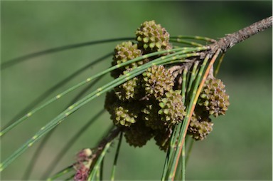 APII jpeg image of Casuarina cunninghamiana  © contact APII