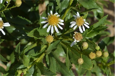 APII jpeg image of Olearia ferresii  © contact APII