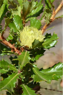 APII jpeg image of Banksia obovata  © contact APII