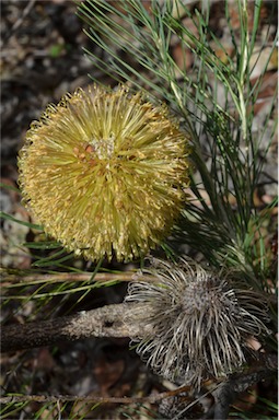 APII jpeg image of Banksia sphaerocarpa var. sphaerocarpa  © contact APII