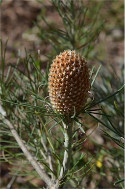 APII jpeg image of Banksia sphaerocarpa var. sphaerocarpa  © contact APII