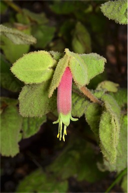 APII jpeg image of Correa reflexa var. reflexa  © contact APII