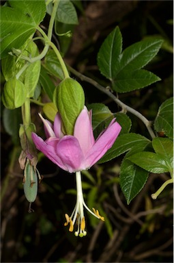 APII jpeg image of Passiflora tarminiana  © contact APII