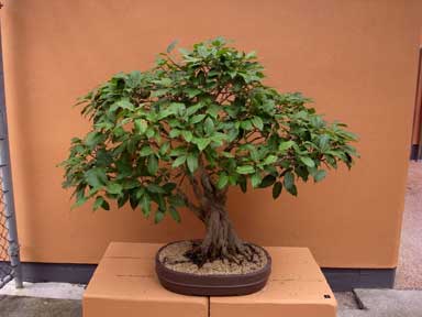 APII jpeg image of Ficus virens  © contact APII