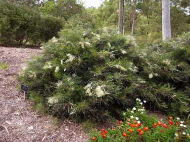 APII jpeg image of Grevillea 'Ivory Whip'  © contact APII