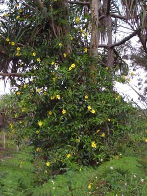 APII jpeg image of Allamanda cathartica  © contact APII