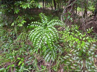 APII jpeg image of Bowenia serrulata  © contact APII