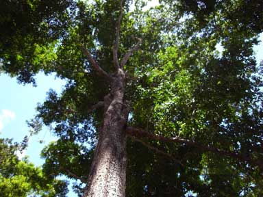 APII jpeg image of Terminalia microcarpa  © contact APII