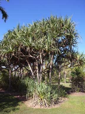 APII jpeg image of Pandanus cookii  © contact APII