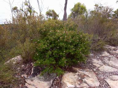 APII jpeg image of Phebalium nottii  © contact APII