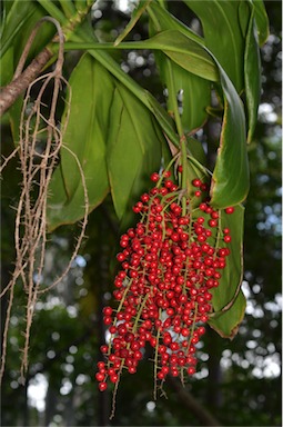 APII jpeg image of Cordyline manners-suttoniae  © contact APII