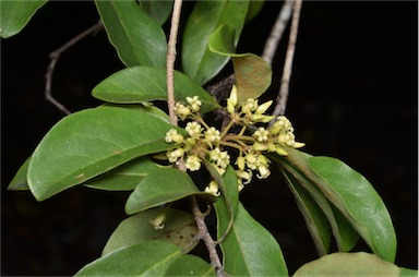 APII jpeg image of Pittosporum ferrugineum  © contact APII