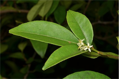 APII jpeg image of Zanthoxylum ovalifolium  © contact APII