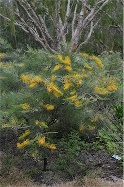 APII jpeg image of Grevillea 'Golden Lyre'  © contact APII