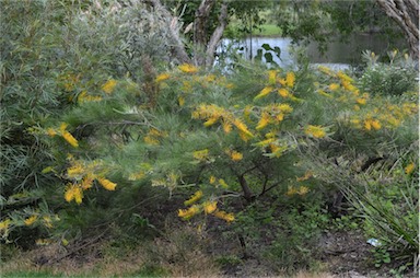 APII jpeg image of Grevillea 'Golden Lyre'  © contact APII