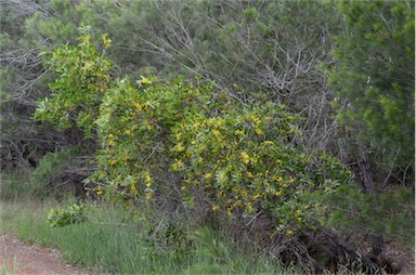 APII jpeg image of Acacia complanata  © contact APII