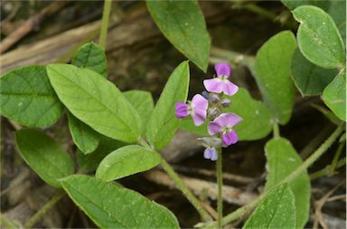 APII jpeg image of Glycine tomentella  © contact APII