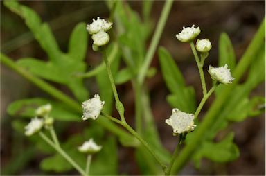 APII jpeg image of Parthenium hysterophorus  © contact APII