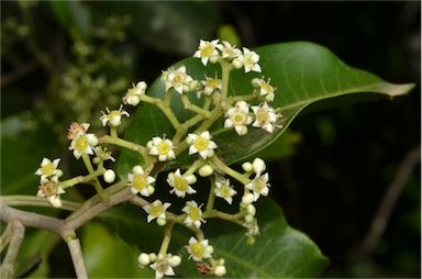 APII jpeg image of Geijera salicifolia  © contact APII