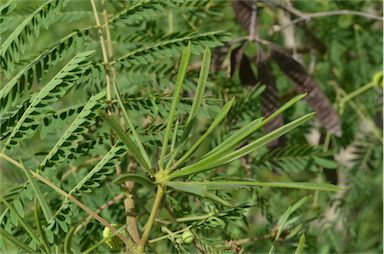 APII jpeg image of Leucaena leucocephala  © contact APII