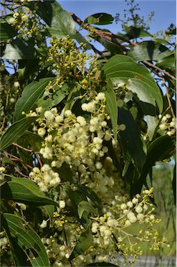 APII jpeg image of Acacia flavescens  © contact APII