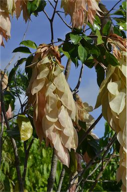 APII jpeg image of Maniltoa lenticellata  © contact APII