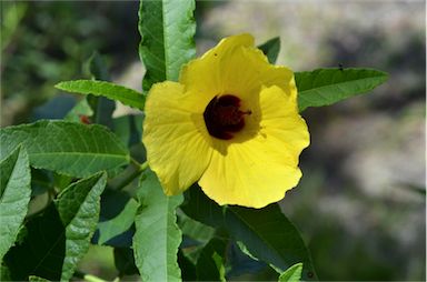 APII jpeg image of Hibiscus heterophyllus subsp. heterophyllus  © contact APII