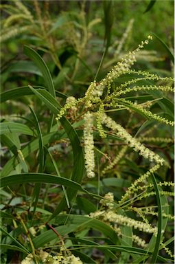 APII jpeg image of Acacia leptocarpa  © contact APII