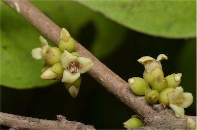 APII jpeg image of Diospyros geminata  © contact APII