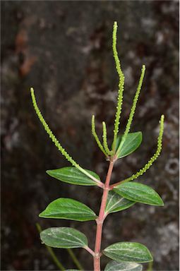 APII jpeg image of Peperomia blanda var. floribunda  © contact APII