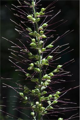 APII jpeg image of Setaria australiensis  © contact APII