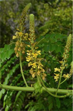 APII jpeg image of Caesalpinia bonduc  © contact APII