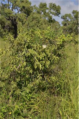 APII jpeg image of Capparis canescens  © contact APII