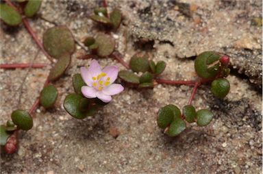 APII jpeg image of Portulaca bicolor  © contact APII