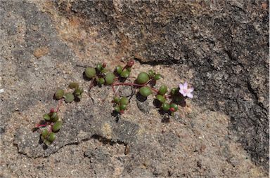 APII jpeg image of Portulaca bicolor  © contact APII