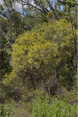 APII jpeg image of Acacia leptostachya  © contact APII