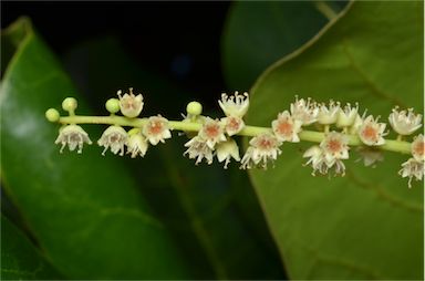 APII jpeg image of Terminalia catappa  © contact APII