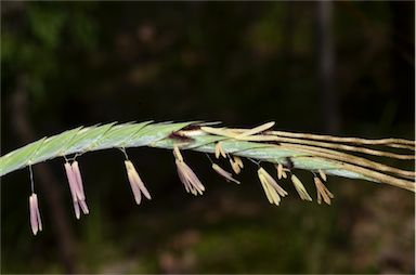 APII jpeg image of Heteropogon triticeus  © contact APII