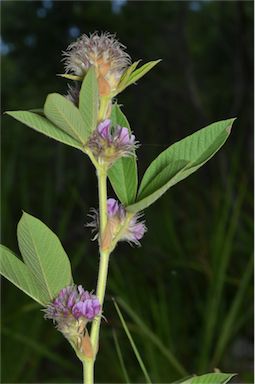 APII jpeg image of Flemingia trifoliata  © contact APII